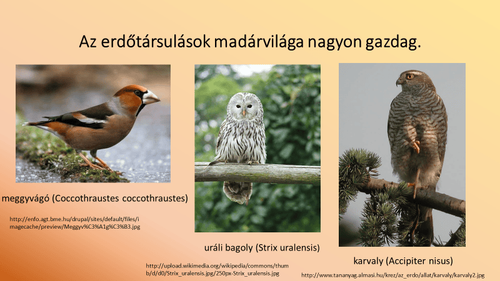 Fenntarthatósági témahét képek